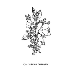 Image à colorier d’une rose sauvage