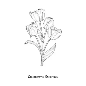 Image à colorier de quatre tulipes réalistes