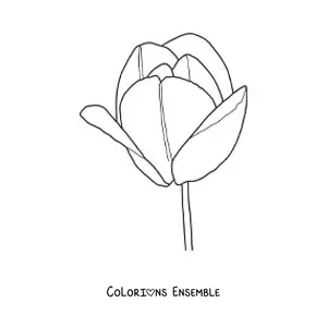 Image à colorier d’une grande tulipe
