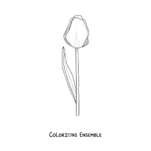 Image à colorier d’une tulipe
