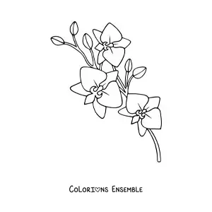 Image à colorier d’une branche d’orchidées phalaenopsis