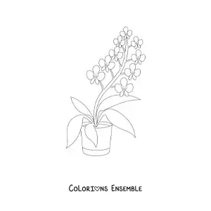 Image à colorier d’un pot avec des orchidées phalaenopsis