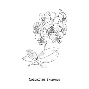 Image à colorier de plusieurs orchidées phalaenopsis avec des feuilles