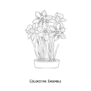 Image à colorier de plusieurs orchidées cattleya dans un pot