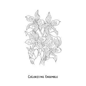 Image à colorier d’orchidées cambria