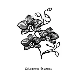 Image à colorier d’une branche d’orchidées phalaenopsis avec des feuilles