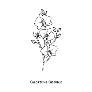 Image à colorier d’une branche de trois orchidées phalaenopsis