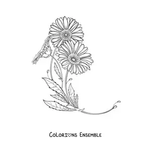 Image à colorier de deux marguerites avec leurs feuilles