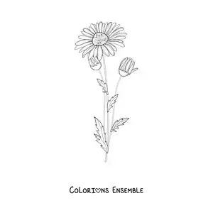 Image à colorier d'une marguerite et de ses boutons