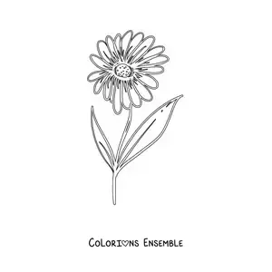 Image à colorier d'une marguerite avec ses feuilles