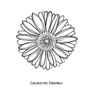 Image à colorier d'une grande marguerite réaliste vue de face