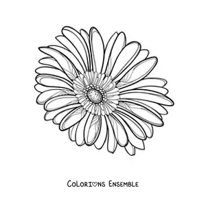 Image à colorier d'une grande marguerite réaliste