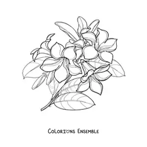 Image à colorier d’un bouquet de lys avec des feuilles