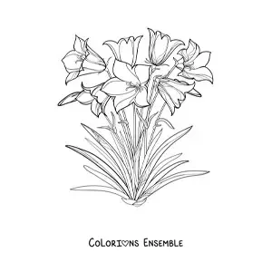 Image à colorier de plusieurs lys dans un champ