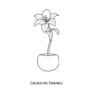 Image à colorier d’un lys dans un pot