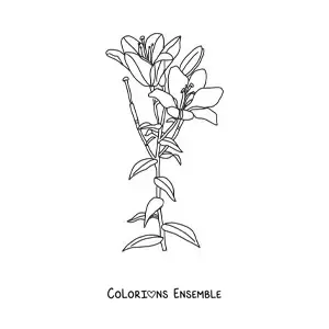 Image à colorier de deux lys avec des feuilles