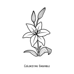 Image à colorier d’un lys tout simple avec des feuilles
