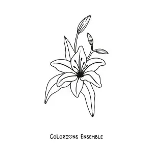 Image à colorier d’un lys avec des feuilles