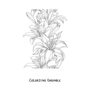 Image à colorier de plusieurs lys sauvages réalistes
