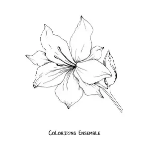 Image à colorier d’un grand lys avec des feuilles