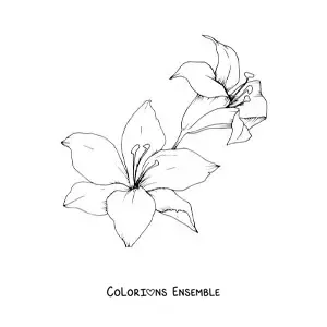 Image à colorier de deux grands lys