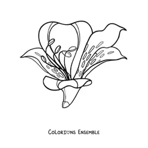 Image à colorier d’un grand lys