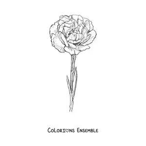 Image à colorier d’un œillet réaliste