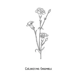 Image à colorier de trois petits œillets