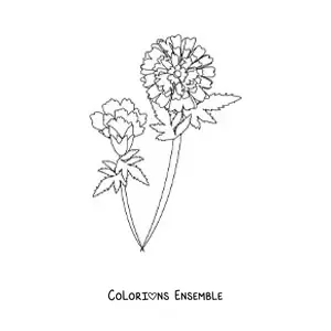 Image à colorier de deux œillets avec des feuilles