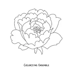 Image à colorier d’un grand œillet