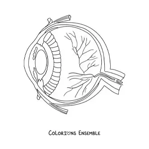 Image à colorier d'une coupe transversale d'un œil humain montrant ses différentes parties