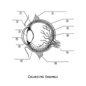 Image à colorier d'une coupe transversale d'un œil humain dont les différentes parties sont indiquées par des flèches