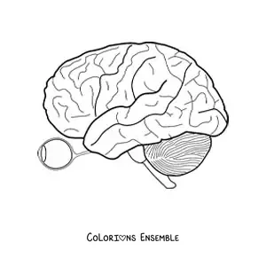 Image à colorier d'un œil et du nerf optique qui le relie au cerveau