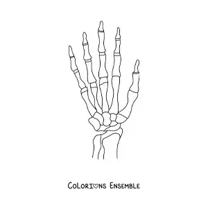 Image à colorier des os de la main