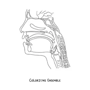 Coloriage d'une coupe de la tête montrant l'anatomie de la gorge et du nez