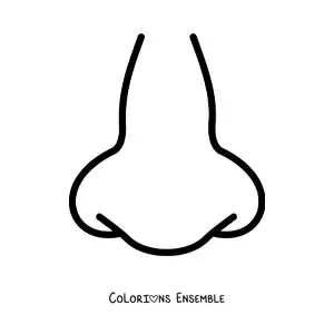 Coloriage d'un nez vu de face