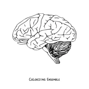 Coloriage d'un cerveau vu de côté