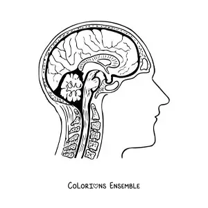 Coloriage d'une coupe du cerveau montrant son anatomie et ses parties