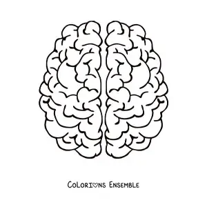 Coloriage des deux hémisphères du cerveau vus de dessus