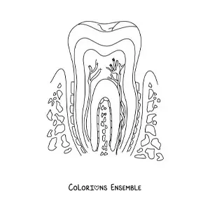 Coloriage d'une coupe de dent montrant sa structure et ses parties