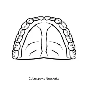 Coloriage d'une dentition humaine