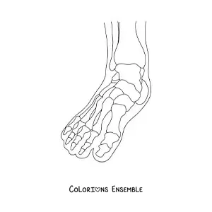 Coloriage d'une radiographie montrant les os du pied