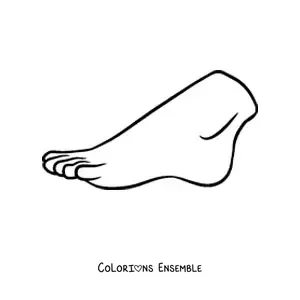 Coloriage d'un pied humain