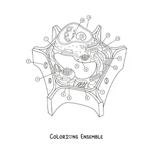 Image à colorier de la structure d’une cellule végétale