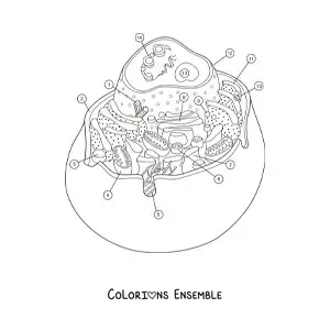 Image à colorier de la structure d’une cellule animale
