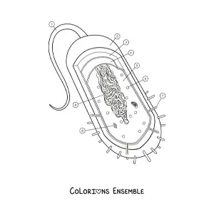 Image à colorier de la structure d’une cellule procaryote