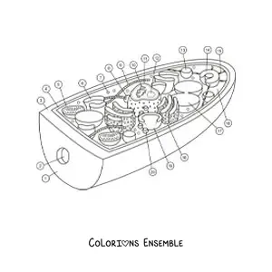 Image à colorier de la structure de la cellule d’un champignon