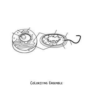 Image à colorier des parties de la cellule eucaryote et de la cellule procaryote