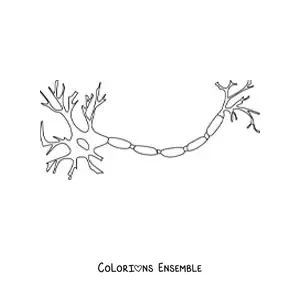 Image à colorier d’un neurone