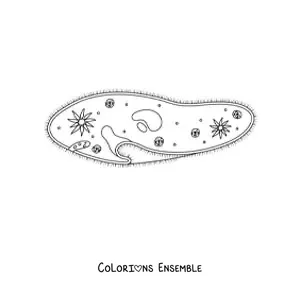 Image à colorier d’un protozoaire
